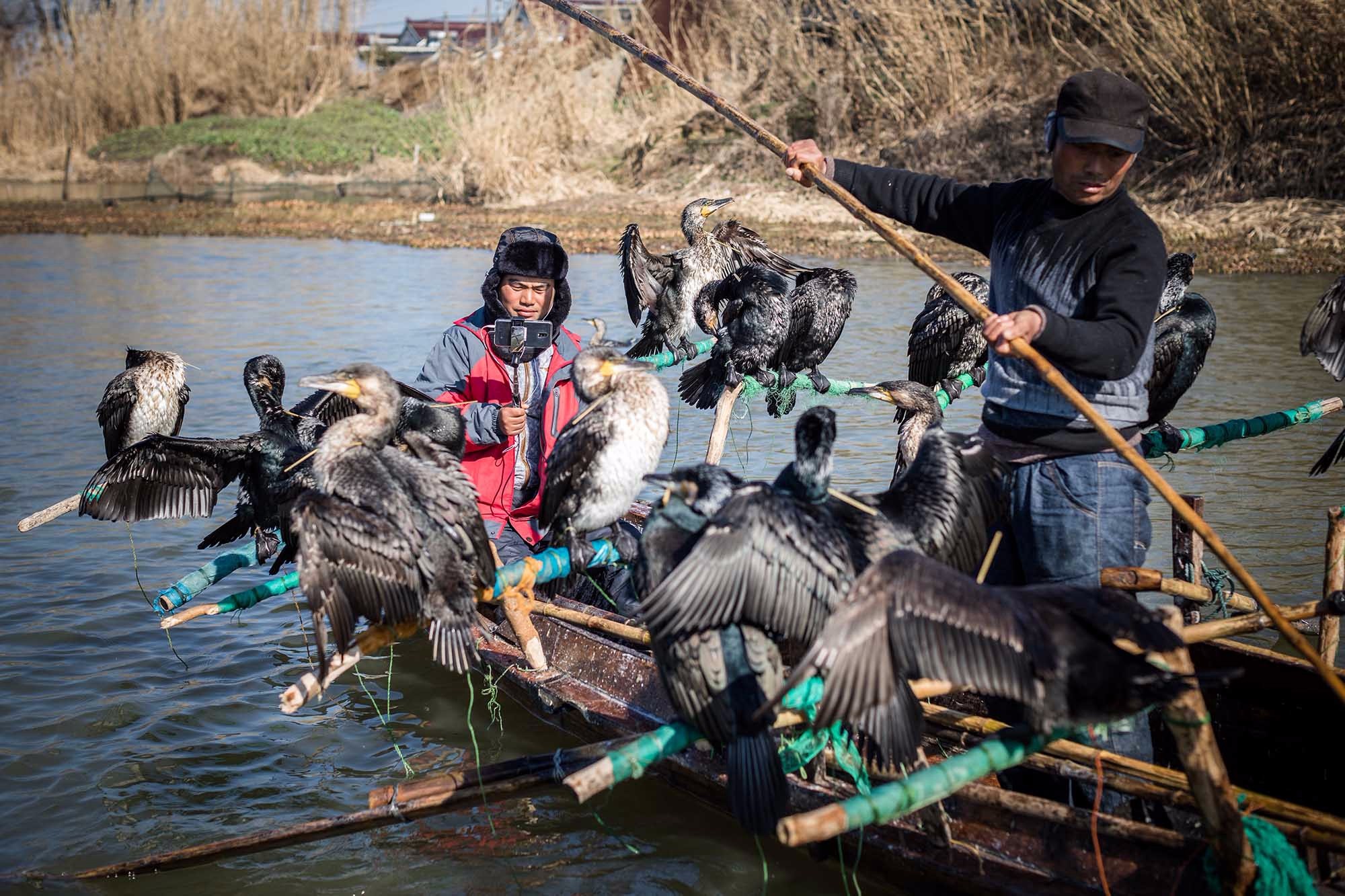 鸬鹚鸟捕鱼的故事江苏渔民靠180只鸟淘宝上创业年入数十万